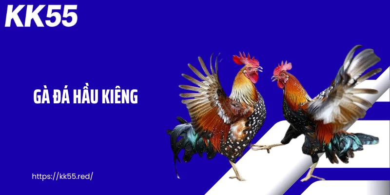 Gà Đá Hầu Kiềng - Lối Ra Đòn Hiểm Khiến Đối Thủ Gục Nhanh